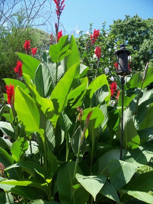 A Blog of Scenic Nature Beautiful Creations of God Canna Lilies