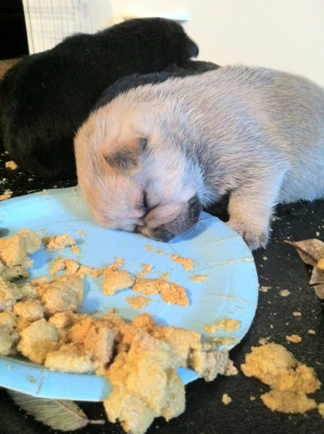 9 fotos de cachorros que dormiram na hora de comer