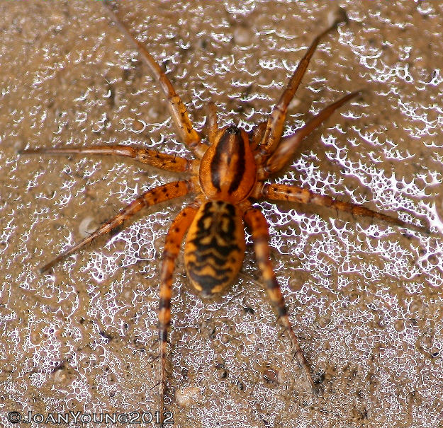 South African Photographs: Orange Dark Sac Spider (Copa flavoplumosa)