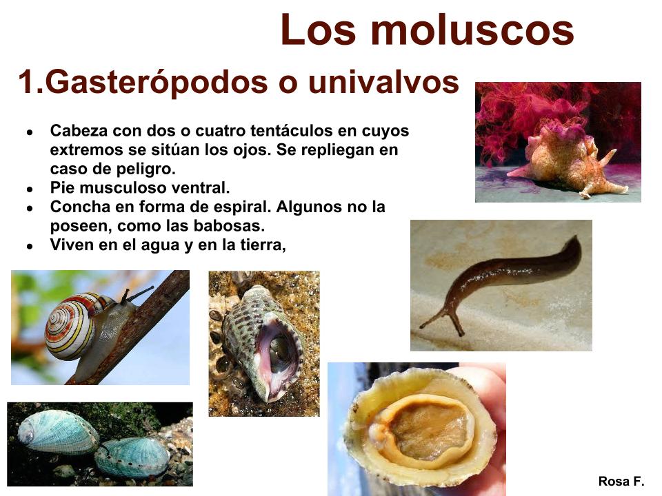 coquina