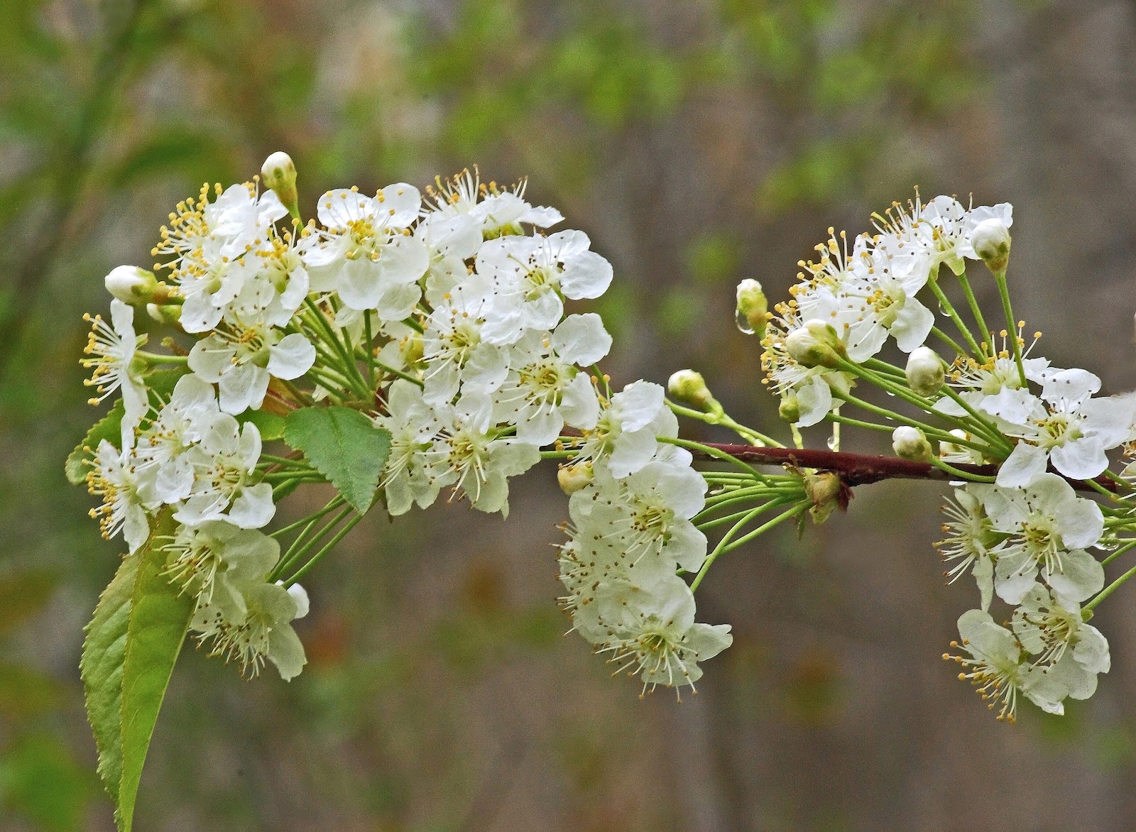 Hiking in Maine with Kelley 5/5/12 Downtown Bangor