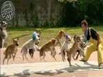 Anjing Terbanyak Melompati Tali Anjing Terbanyak Melompati Tali