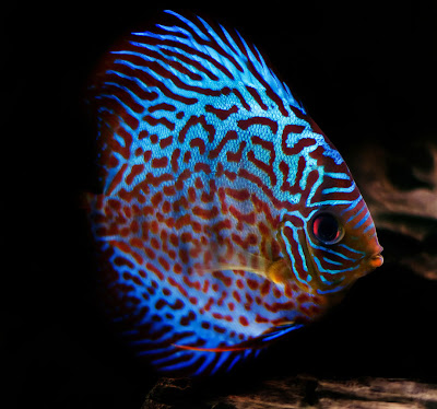 Discus Fish Discus Fish