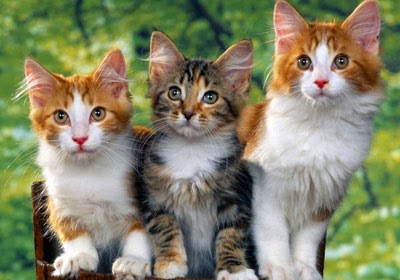 Pet-cats-1462.jpg