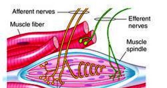 Read it, Love it, Live it: "Neuromuscular Spindle Cell Dysfunction