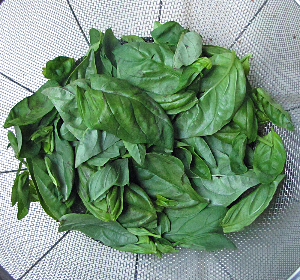 Seasonal Eating Preserving Basil 101