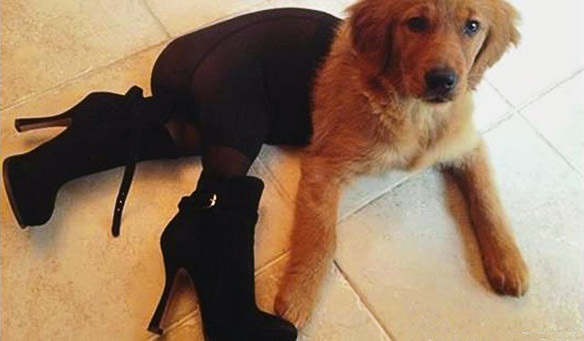 Image result for dogs in high heels