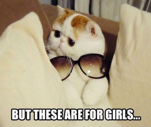 But these are for girls, LOLcats, funny cats, funny cat pictures