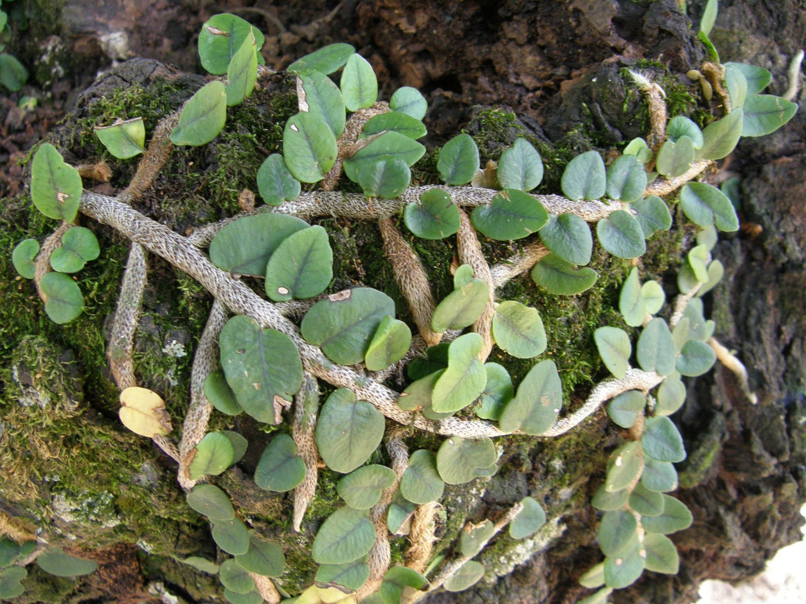 BIOFLAGRANTES* PLANTA RASTEIRA