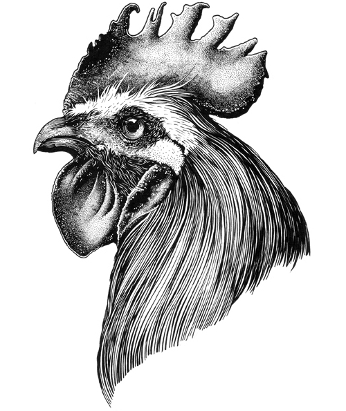 13-Rooster-Muthahari-Insani-Beautifully-Detailed-Ink-Drawings-and-Doodles-www-designstack-co