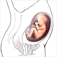 Pregnancy Growth Chart