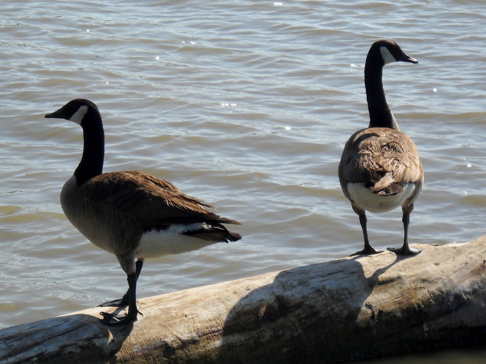 White Rock Lake, Dallas, Texas: Migrating Canadian Geese Arrive at