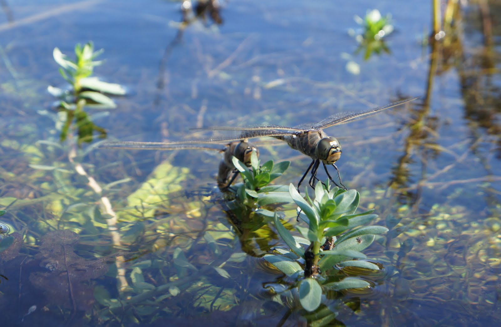Dragonflies+mating+in+mid+air