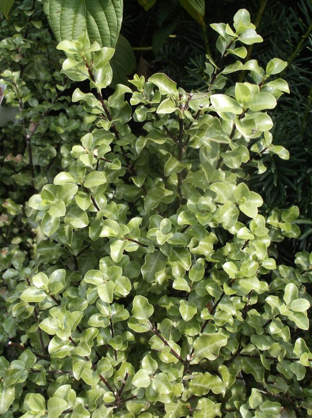 Future Plants By Randy Stewart Pittosporum