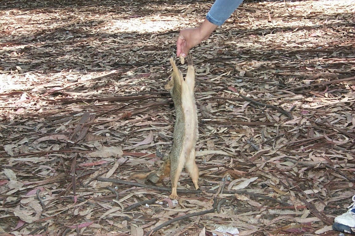 Small Mammals of Arkansas Trails of Arkansas (& now California)