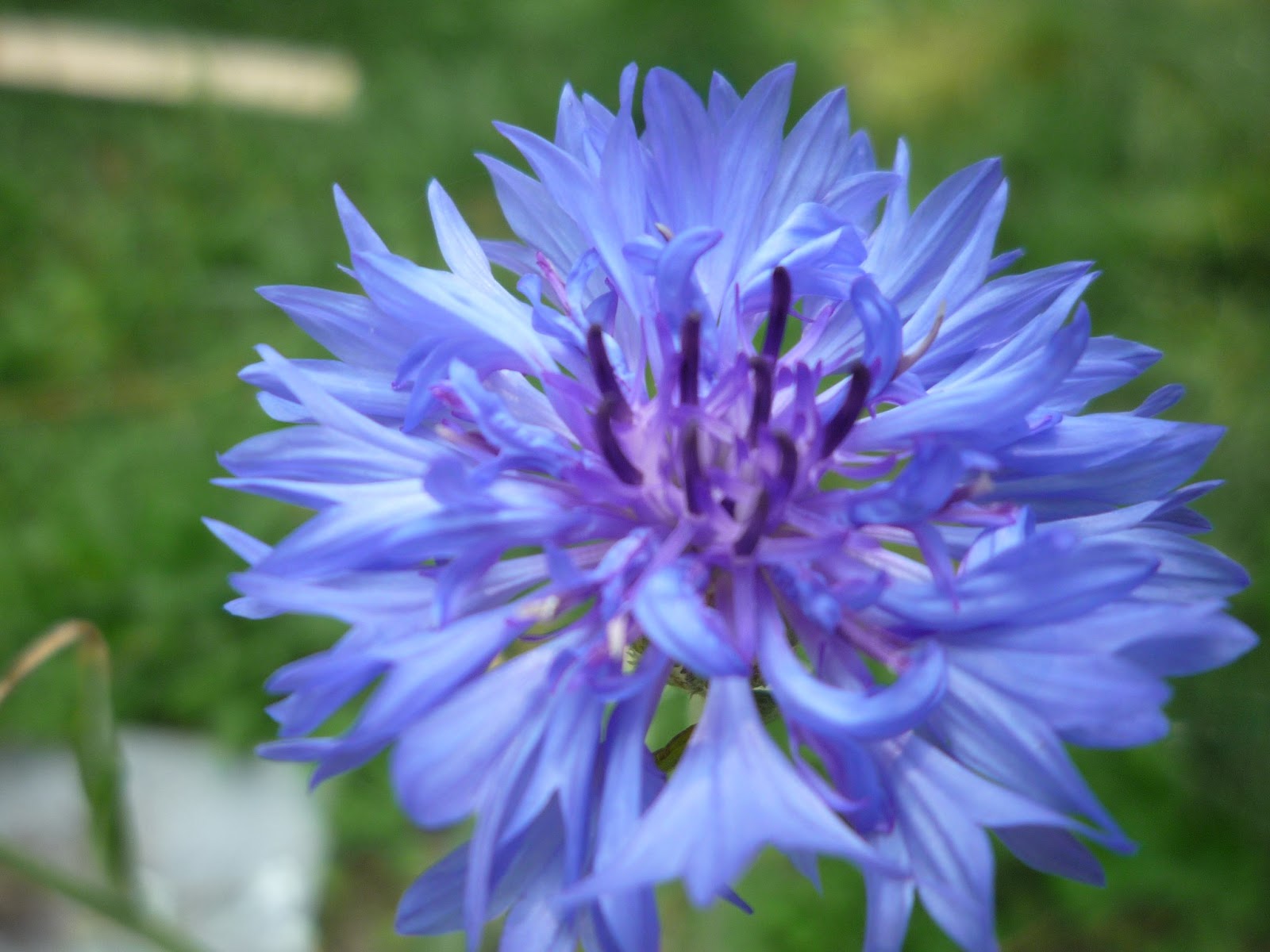 Vermont Flowers July 2013 South Burlington, Vermont Photos and