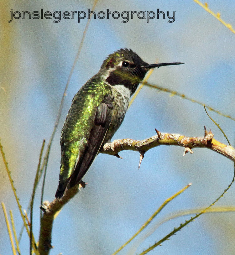 northern illinois birder anna s hummingbird northern illinois birder anna s hummingbird