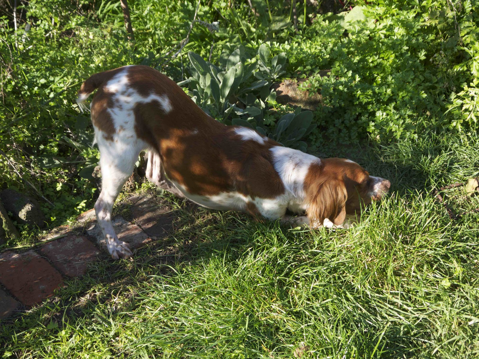 Remnant Gleaning head down, bottom up