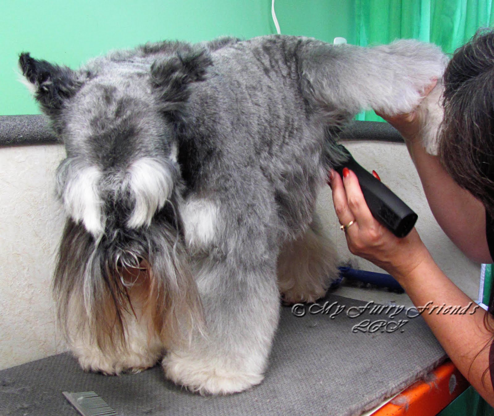 Pet Grooming The Good, The Bad, & The Furry What Do People THINK That