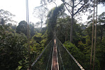 canopy walkway at Taman Negara