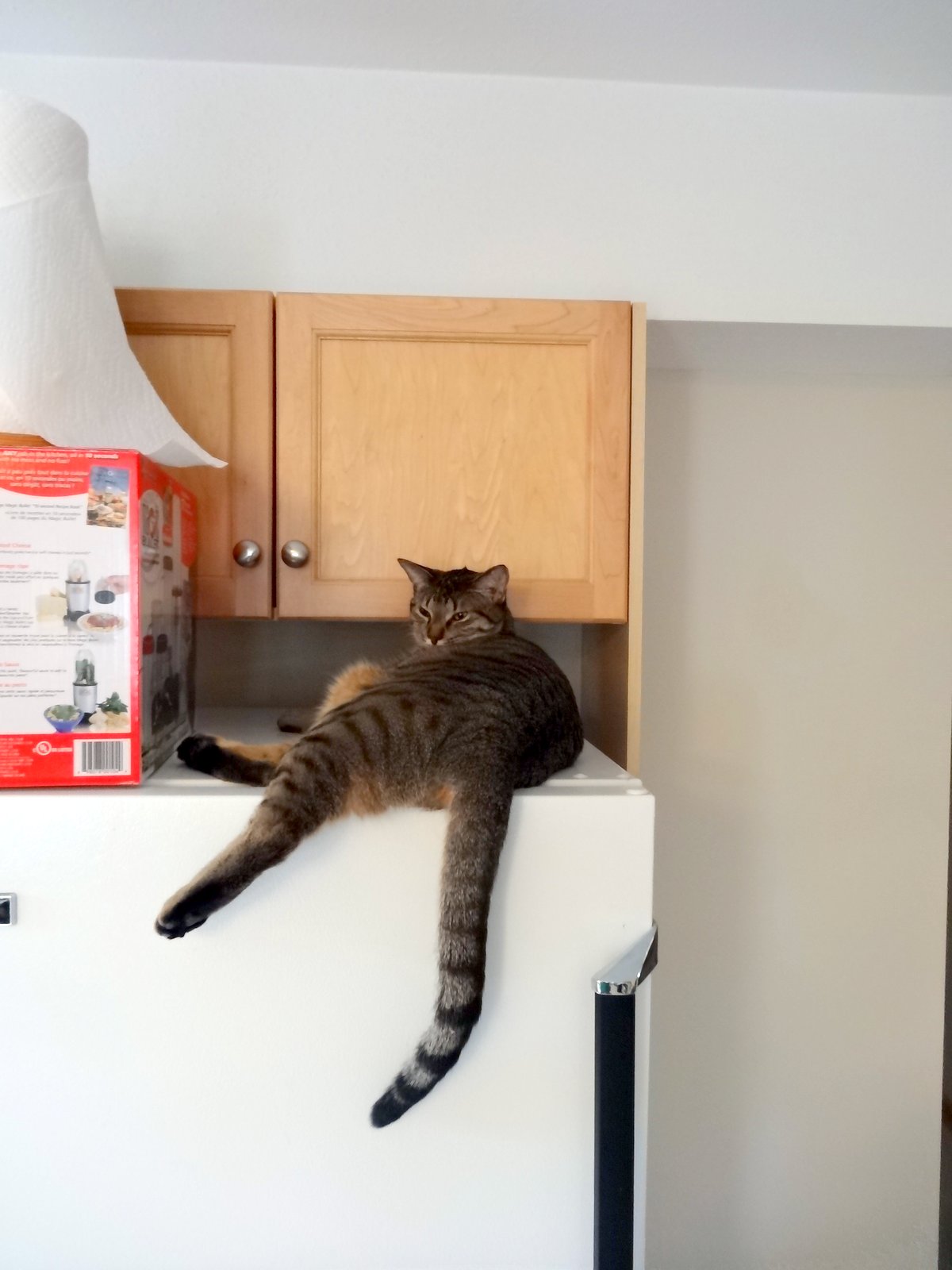 The Blog Bog of the Tundra Molly the fridgetop cat