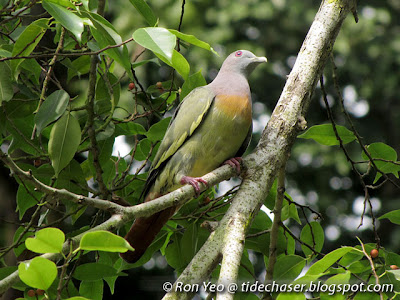 Pink-necked Green Pigeon (Treron vernans)