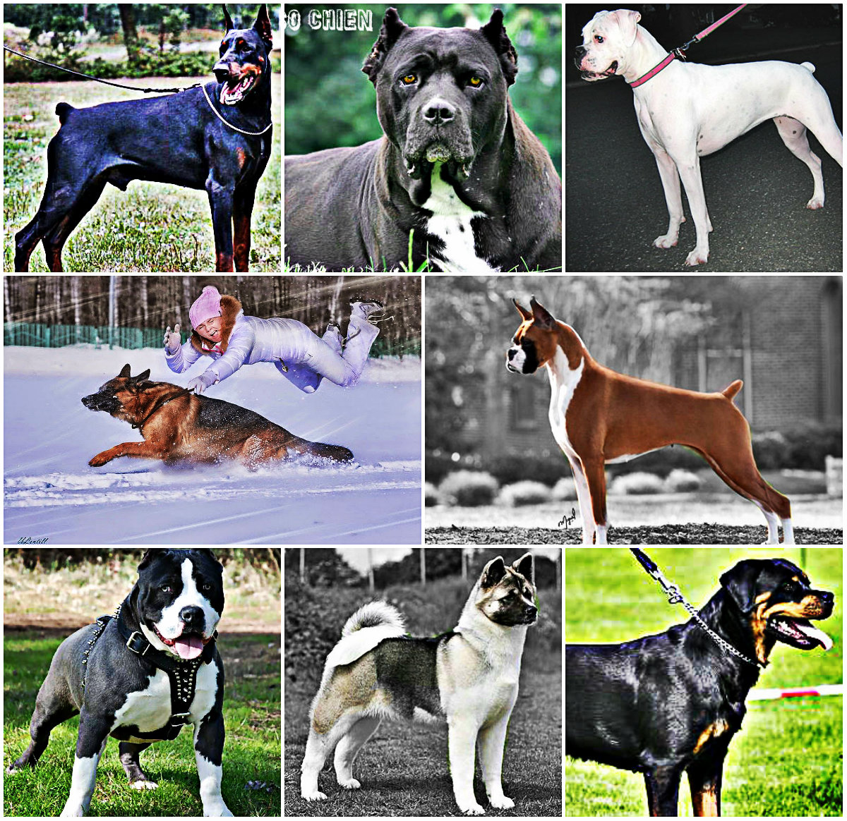 C'est quoi un chien de garde ? - chien de garde C'est quoi un chien de garde ? - chien de garde
