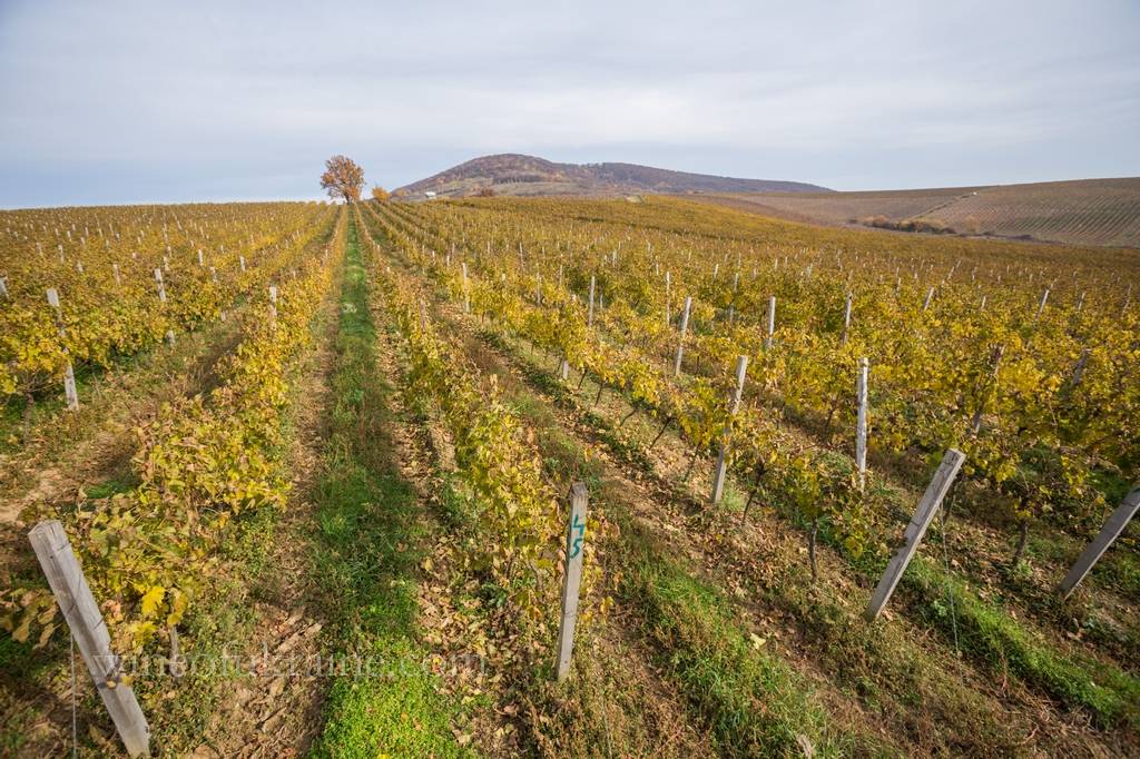 Реферат: Садоводство и виноградарство Украины