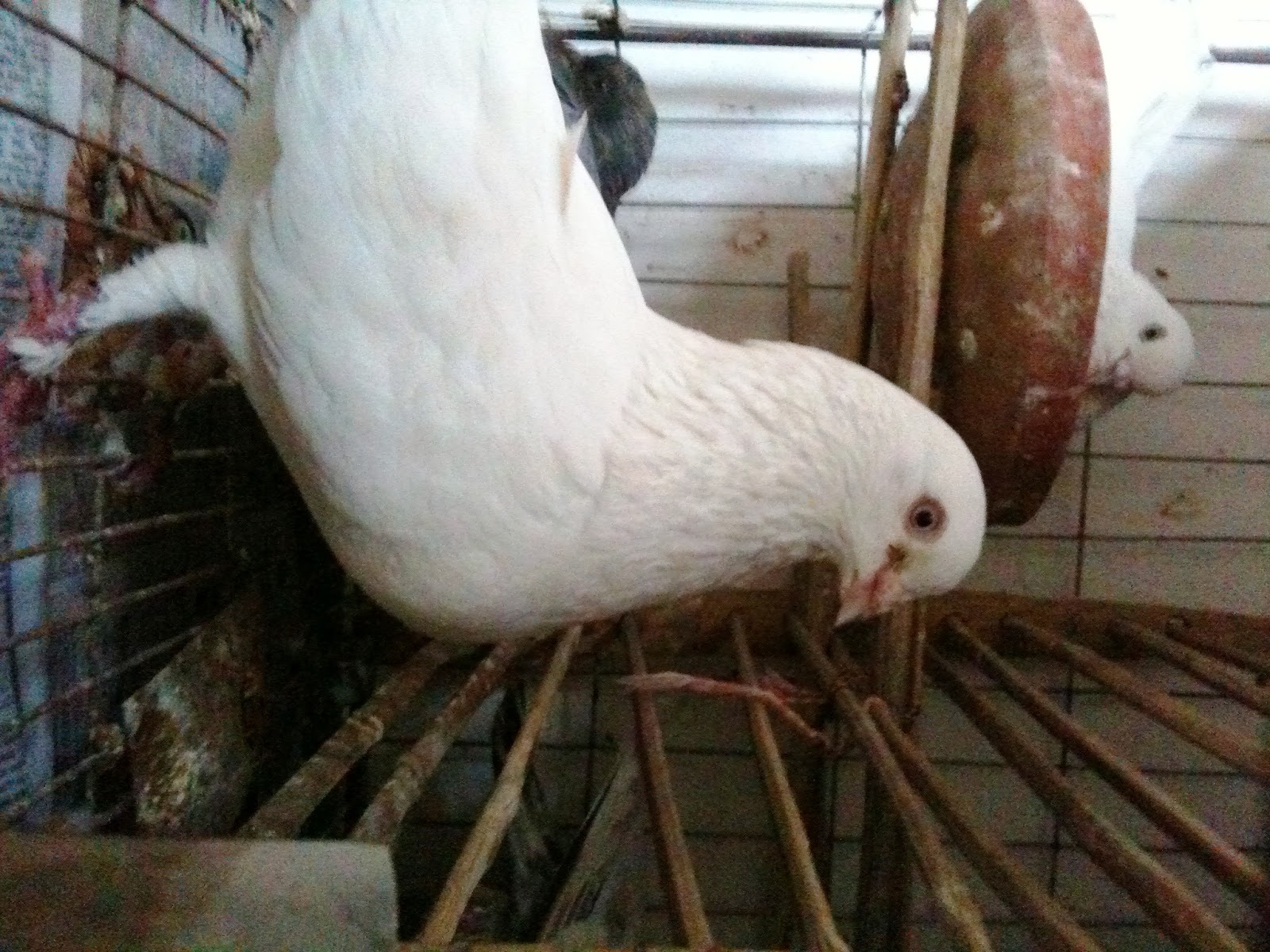 chuina indian pigeon high flyer pigeon pair master loft high flyer pigeon in india