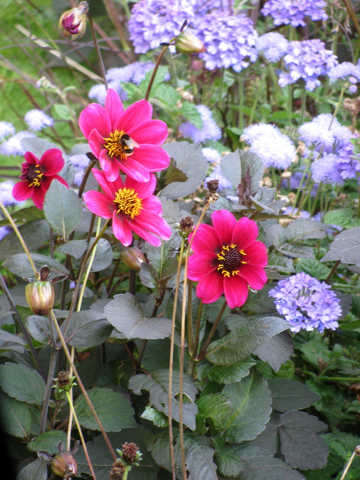 Flora and Fauna Plants and Critters Roadside Flowers in Antwerp, Belgium