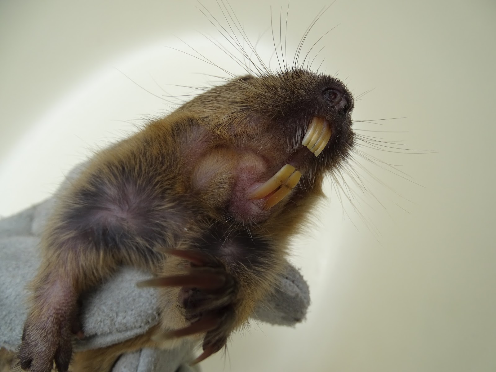 TUZA Naturalista Irreverente de Tehuacán