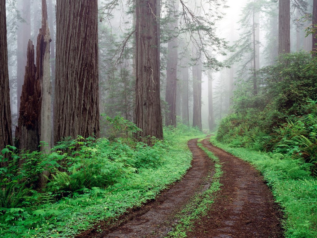 redwood national park Stay inside redwood national park compare lodging options and find your perfect getaway book your adventure today -national park reservations. redwood national park Stay inside redwood national park compare lodging options and find your perfect getaway book your adventure today -national park reservations.