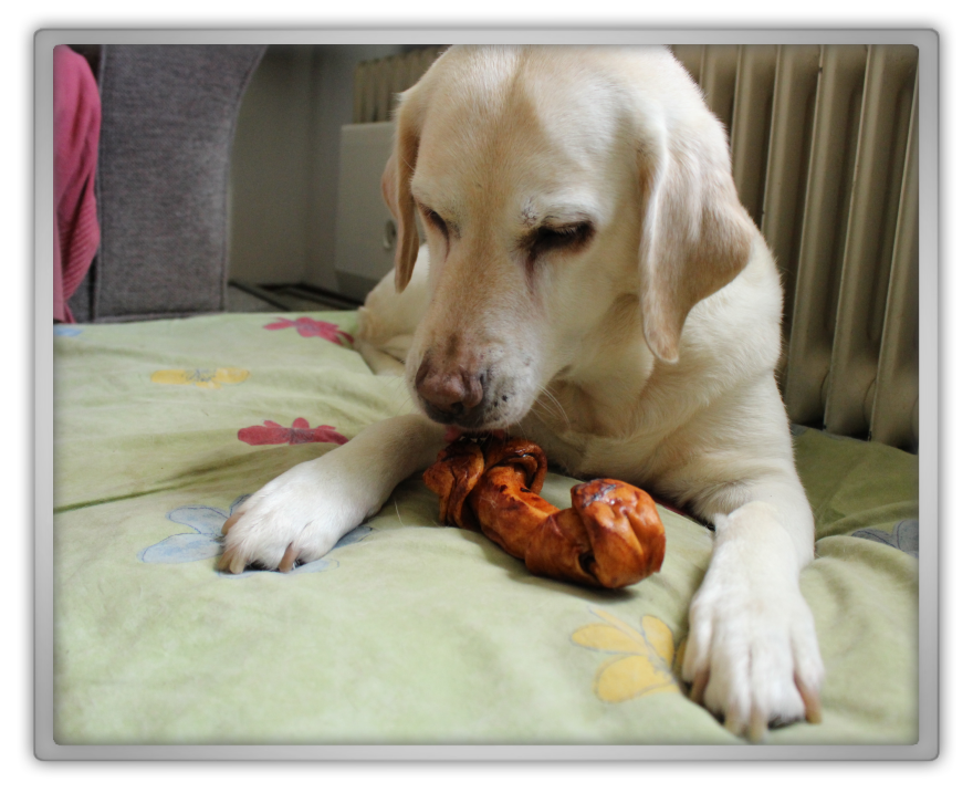 Tara rip photo shoot cute adorable blind labrador blond kawaii sweet keai aegyo play playing Kucmer treats bonzo bacon bone lab dog budget treat Tara rip photo shoot cute adorable blind labrador blond kawaii sweet keai aegyo play playing Kucmer treats bonzo bacon bone lab dog budget treat