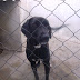 Cadela adotada na feira é maltrada e ASA busca de volta.