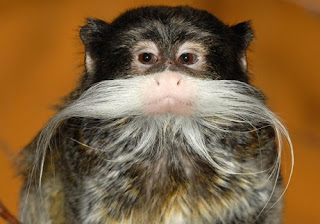 moustache monkey