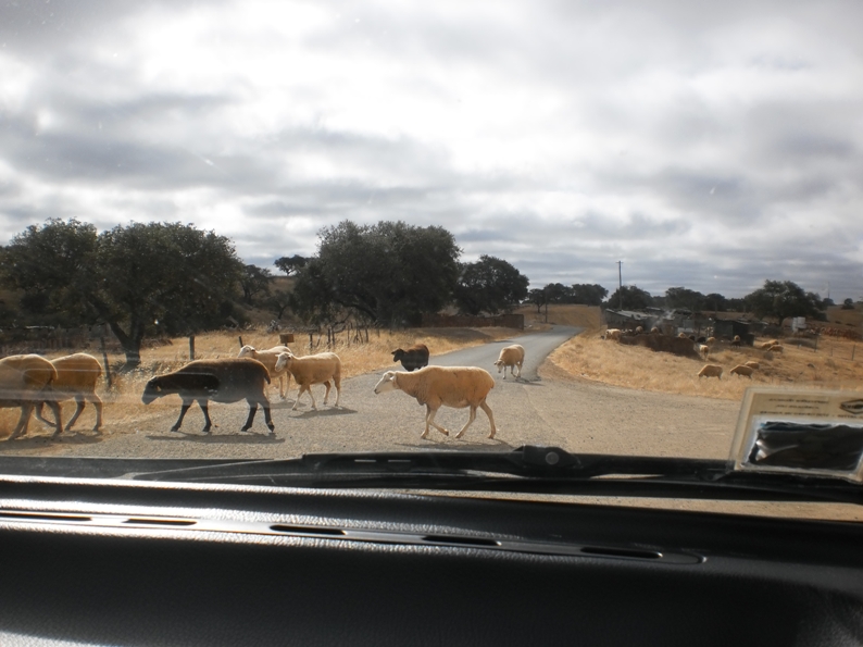 Ovelhas na estrada