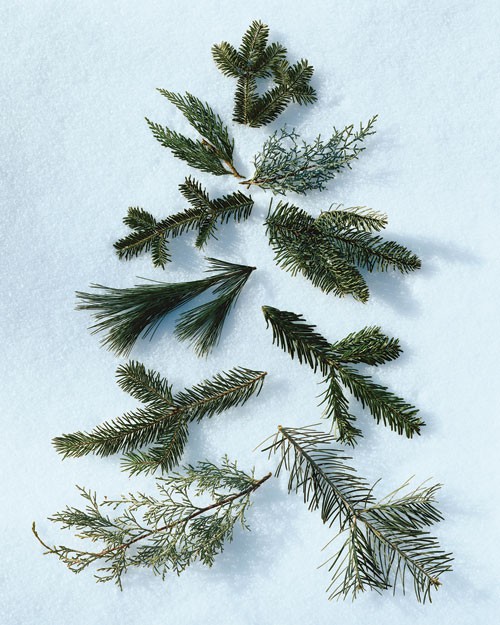 pines and needles blog do you know your types of pines and needles blog do you know your types of