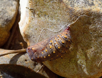 Glanville pupa attached to rock