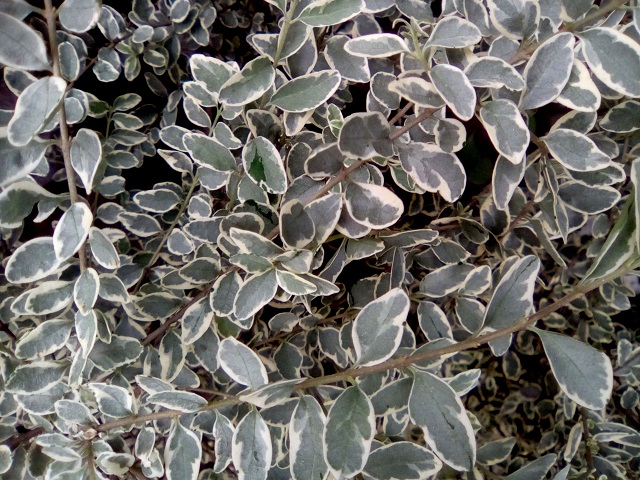 Primo GF4 review Camera Sample