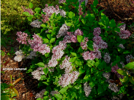 Future Plants By Randy Stewart Syringa Lilac