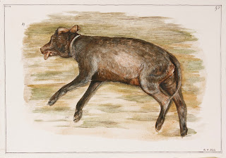 Dead Dog Egg tempera, road kill, illustration, painting