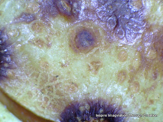 conker husk magnified 