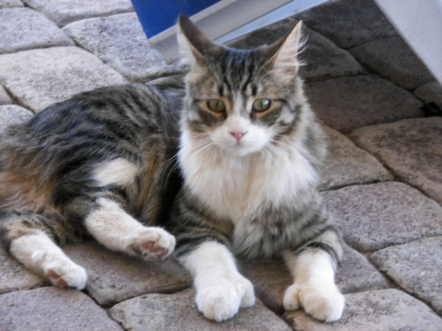 Six Toed Cats For Adoption Six Toed Cats For Adoption