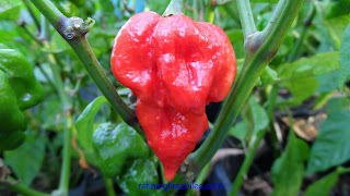 Naga Viper plants, Trinidad Butch T Scorpion seeds
