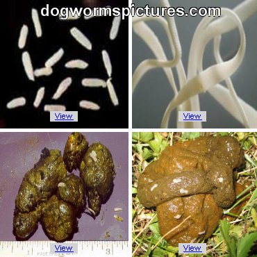 types of worms in dogs do all puppies worms breeds picture types of worms in dogs do all puppies worms breeds picture