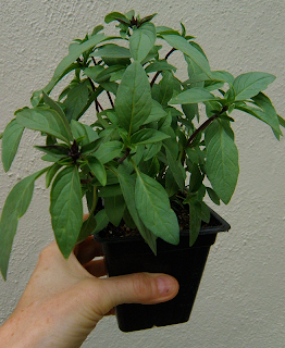 Hand Holding Up Potted Thai Basil Plant