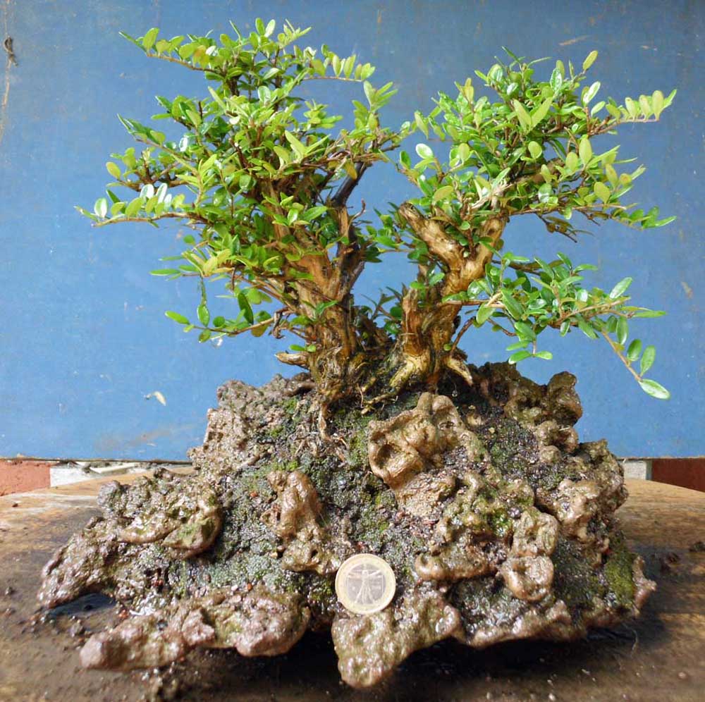 Natureart Bonsai Some Lonicera Nitida Natureart Bonsai Some Lonicera Nitida