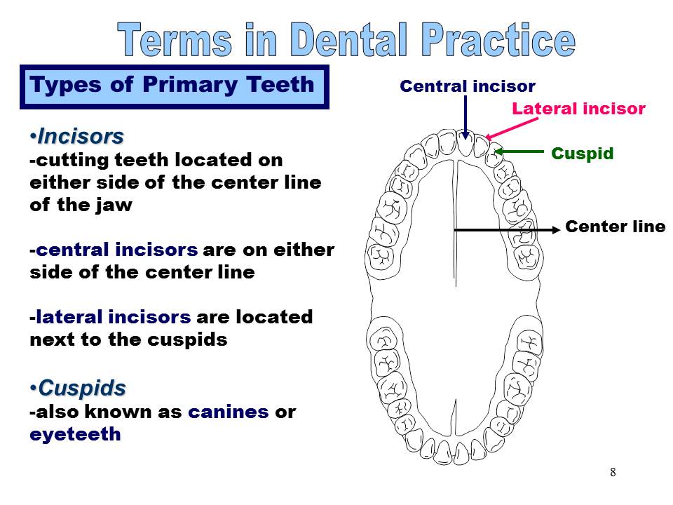 Dentistry Terms in Dental Practice