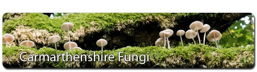 Carmarthenshire Fungi