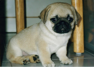 Pug Puppy Picture
